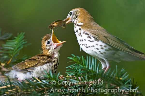 Wood Thrush Feeding the Fledgling